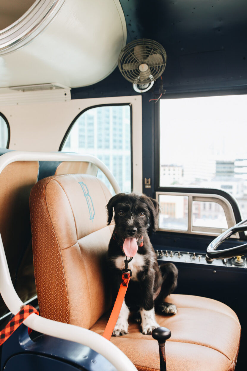 Bobby-pup.jpeg